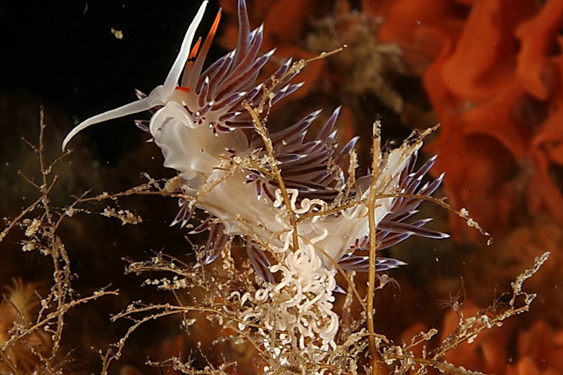 Cratena peregrina